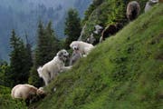 Zwei Herdenschutzhunde bewachen eine Schafherde. (Bild: Nadia Schärli)