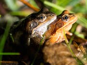Ein Grasfrosch-Pärchen auf dem Weg zur Hochzeit im Bildweier. (Bild: Hanspeter Schiess - 2. Mai 2014)