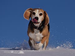 Unser Beagle Heros ist mit zehn Jahren immer noch verliebt in den Schnee. (Bild: Alfred Herzog (Napfgebiet, 21. Januar 2019))