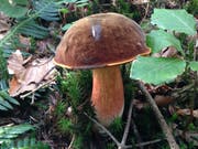 Die Pilzsaison ist voll im Gang. Und auch in den Wäldern rund um St.Gallen spriessen die Pilze wie selten zuvor. Wenn man sie einsammeln und essen will, muss man aber die giftigen ganz genau von den geniessbaren unterscheiden können. Im Zweifelsfall, so raten Fachleute, sollte man sie stehen lassen. Viele Pilze - bieten dem Laien auch etwas fürs Auge - wie dieser flockenstielige Hexenröhrling in einem Waldstück oberhalb des Schwarzen Bären. (Bild: Reto Voneschen - 1. September 2019)