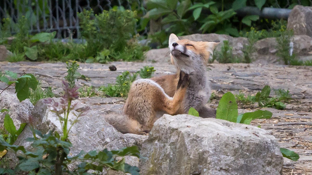 GEFAHR FÜR HUNDE Achtung vor Fuchsräude in der Ostschweiz