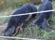 «Jäger müssen doch feisse Wollschweine mit Hängeohren von Wildschweinen unterscheiden können.» (Bild: zvg)
