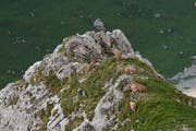 Seltener Anblick. Auf dem Weg zum Tomlishorn macht es sich eine Gruppe von Steingeissen mit ihrem Nachwuchs bequem. (Bild: aho)