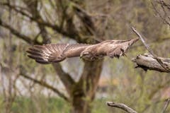 Auch in der Stadt St.Gallen haben die Wildvögel viele Fans. Im Bild ein Mäusebussard am Bildweier in Winkeln. (Bild: Franz Blöchlinger)