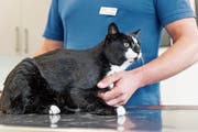 Der Eingriff beim Tierarzt ist für die Katze eine kurze und schmerzlose Angelegenheit. (Bild: Hanspeter Schiess)