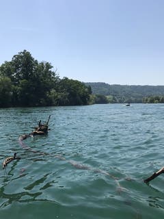 Je nach Wasserstand führt der Rhein hie und da Schwemmholz. (Bild: Samuel Koch)