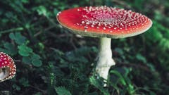 Und ein ausgewachsener Fliegenpilz beim Seealpsee. (Leserbild: Remo Schläpfer - 19. September 2018)