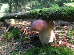 Dieser Steinpilz beweist es - im Entlebuch gibt‘s nicht nur starke Schwinger. Bild: Willy Portmann-Koch (31. August 2019)