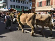 Die Familie Theiler an der Alpabfahrt 2019. (Bild: David von Moos)