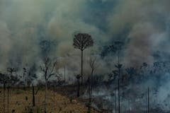 Wo einst prächtige Bäume standen, finden sich heute nur noch Ruinen. (Bild: Victor Moriyama / Greenpeace Bra)