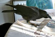 Der Rabe Pedro war lange ein ständiger Gast in einem Stadtsanktgaller Hotel. Der zahme Vogel klopfte am Morgen ans Fenster und verschwand erst beim Eindunkeln wieder. (Bild: Hannes Thalmann - 12. Februar 2008)