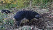 Die drei Wollschweine lebten in einem Gehege am Waldrand in Lostorf. Da der Akku des Elektrozauns leer war, konnten sie durch den Wald spazieren. (Bild: zvg)