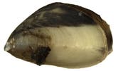 Die Quagga-Muschel kann vier Zentimeter gross werden. (Bild: LUBW)