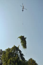 Der Helikopter transportiert ein Stück der Buche weg. (Bild: Mario Testa)
