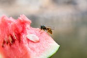Mögen Süsses: die Wespen. (Bild: Getty)