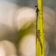 In einem Naturweiher in der Stadt St.Gallen regt sich das Leben: Die Larve einer Libelle hat eben das Wasser verlassen. Leer klebt deren Hülle vorne am Blatt. Hinten sitzt die geschlüpfte Libelle, die sich von der Sonne noch die Flügel trockenen lässt, bevor sie abfliegt. (Leserbild: Franziska Hörler - 28. Mai 2019)