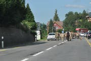 Meistens sieht man auf den Strassen, wenn Kühe darüber gelaufen sind. (Bild: Sabine Camedda)