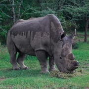 Das verstorbene Nashorn-Männchen Sudan, das letzte seiner Art. (Bild: Daniel Irungu/EPA)