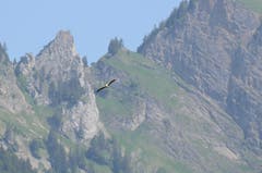 Die Storchenpopulation befindet sich nicht nur im übertragenen Sinn im Aufwind. (Bild: Jessica Nigg)