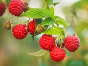 In Root ist ein Naschgarten geplant - mit Himbeeren, Heidelbeeren oder Johannisbeeren (Bild: PD)