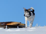 Am Tag des 1. Januar ging es Blacky noch blendend. Er tobte sich im frisch gefallenen Schnee im Toggenburg aus. Es sollte sein letztes Winter-Abenteuer sein. (Bild: PD)