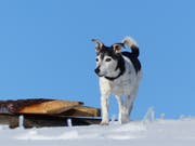 Blacky erlag am 4.Januar einer Vergiftung. (Bild: PD)