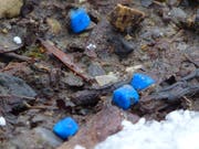 Diese blauen Schneckengiftkörner besiegelten Blackys Schicksal. (Bild: PD)