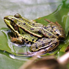 Der Wasserfrosch. (Bilder: Romano Cuonz (Kägiswil, 28. Juli 2018))