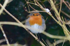 Ein oranger Farbtupf im Wintergebüsch: ein Rotkehlchen. (Bild: Klaus Stadler)
