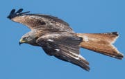 Mit einer Spannweite von 140 bis 165 Zentimetern ist der Rotmilan nach Bartgeier und Steinadler der drittgrösste einheimische Greifvogel. (Bild: Keystone)