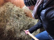 Qualitätsvolles Heu ist derzeit Mangelware und kostet bis zu 40 Prozent mehr als normalerweise. (Bild: Jessica Nigg)