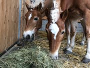 Nicht alle Pferde dürfen schönes Heu fressen - vielerorts wird mit Stroh und Silofutter gestreckt. (Bild: Jessica Nigg)
