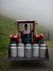 Die Viehwirtschaft und die Milchproduktion dominieren weiterhin die St. Galler Landwirtschaft. (Symbolbild: Gian Ehrenzeller/Keystone)