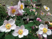 Die prächtige blühende Herbst-Anemone in einem Vorgarten an der Metallstrasse in der Lachen. (Bild: Reto Voneschen - 13. August 2019)