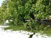 Nach dem Rekordschnee vom Wochenende auf der Kreuzbleiche: Eine Rosskastanie hat zwei, drei grosse und viele andere haben kleinere Äste verloren. (Bild: Reto Voneschen - 6. Mai 2019)