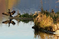 Herbst am Gübsensee. (Leserbild: Ingrid Zürcher - 5. November 2018)