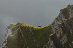 Wieder Glück an der Panoramagalerie: Eine Geiss mit ihrem erst wenige Wochen alten Kitz. (Bild: aho)