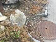Die abgestorbenen Pflanzen zeigen: Hier wurde gespritzt. Das Mittel gelangte spätestens mit dem Regen direkt in den Schacht. (Bild: PD)