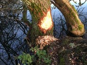 Nagespuren der Biber beim Rotsee. (Bild: Heidi Fischer)