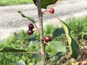 Lebensraum wieder intakt: Die Hecke im Saxerriet ist nachgewachsen und wurde ausserdem mit wertvollen, einheimischen Büschen verstärkt. (Bild: Jessica Nigg)