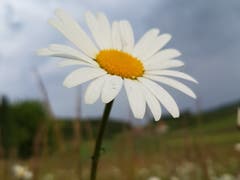 Wunderschöne Margerite unter Gewitterhimmel (Bild: Karin Zeder, Buchs, 19. Mai 2019)