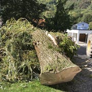 Der Baum war gesund. Trotzdem hielt er dem Sturm nicht stand. (Bild: Andrea Müntener-Zehnder)