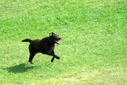 Ein aggressiver dunkler Hund auf grüner Wiese. (Symbolbild)