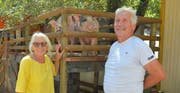 Rosmarie und Rudolf Langjahr mit ihren Mini-Pigs. Diese geniessen den Schatten auf ihrem Balkon im grossen Gehege. (Bild: Mario Testa)