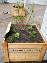 Die Biodiversitätsboxen in Münchwilen. (Bild: Larissa Flammer)