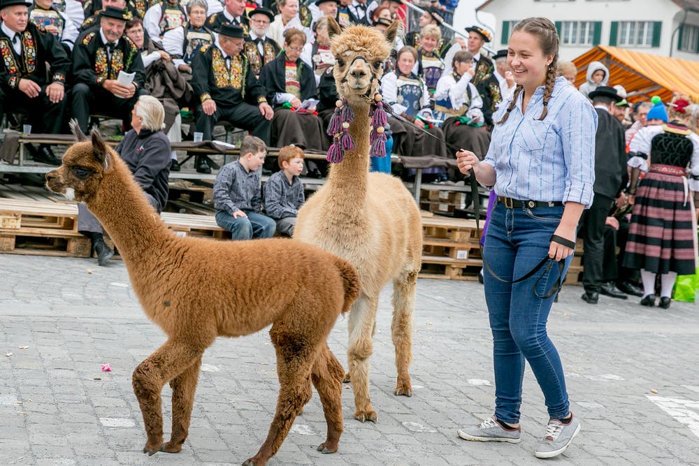 Auch zahlreiche Tiere waren an der Älperchilbi zu sehen: Von Lamas...