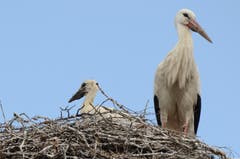Dieser Jungvogel ist schon zu einer stattlichen Grösse herangewachsen. (Bild: Jessica Nigg)