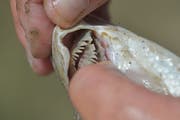 Graue Kiemen zeugen davon, dass der Todeszeitpunkt der Fische schon länger her ist.