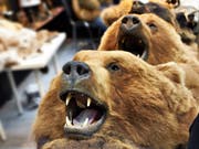 Beziehungspflege nach russischer Art: Man geht zusammen Bären jagen. Mittendrin: ein Schweizer Ermittler. (Bild: Getty)