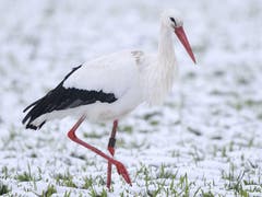 Ein Storch (Bild: PD)